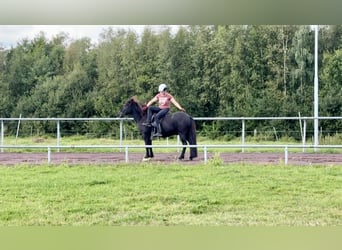 Islandpferd, Wallach, 9 Jahre, 145 cm, Rappe