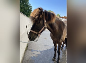 Islandpferd, Wallach, 9 Jahre, 145 cm, Rappe