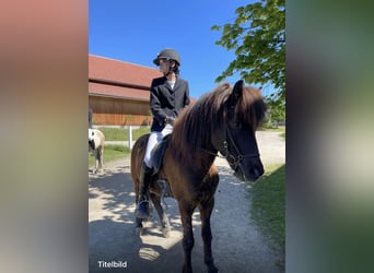 Islandpferd, Wallach, 9 Jahre, 145 cm, Rappe