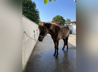 Islandpferd, Wallach, 9 Jahre, 145 cm, Rappe