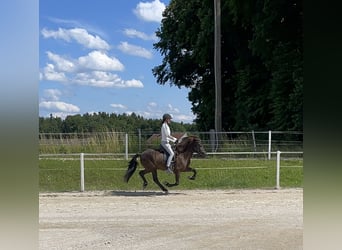 Islandpferd, Wallach, 9 Jahre, 145 cm, Rappe