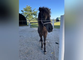 Islandpferd, Wallach, 9 Jahre, 145 cm, Rappe