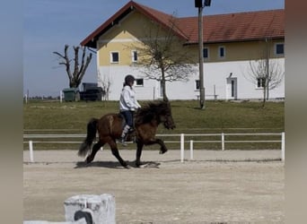 Islandpferd, Wallach, 9 Jahre, 145 cm, Rappe