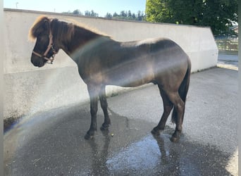 Islandpferd, Wallach, 9 Jahre, 145 cm, Rappe