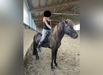 Islandpferd, Wallach, 9 Jahre, 145 cm, Rappe