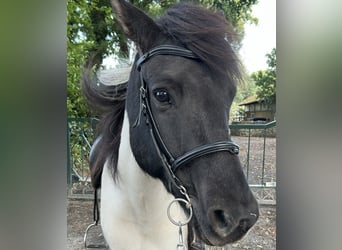 Islandpferd, Wallach, 9 Jahre, 145 cm, Schecke