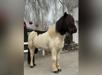 Islandpferd, Wallach, 9 Jahre, 145 cm, Schecke