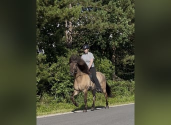 Islandpferd, Wallach, 9 Jahre, 146 cm, Falbe