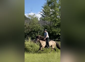 Islandpferd, Wallach, 9 Jahre, 146 cm, Falbe