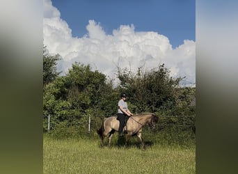 Islandpferd, Wallach, 9 Jahre, 146 cm, Falbe