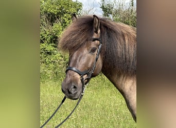 Islandpferd, Wallach, 9 Jahre, 146 cm, Falbe