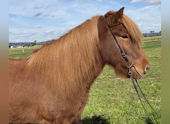 Islandpferd, Wallach, 9 Jahre, 146 cm, Fuchs