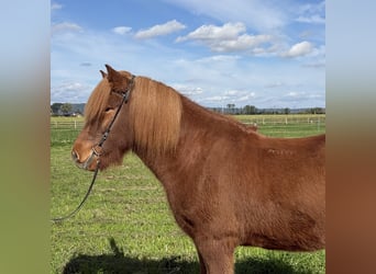 Islandpferd, Wallach, 9 Jahre, 146 cm, Fuchs