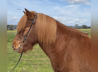 Islandpferd, Wallach, 9 Jahre, 146 cm, Fuchs