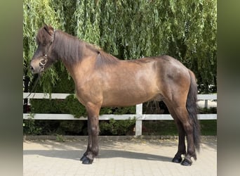 Islandpferd, Wallach, 9 Jahre, 146 cm, Rappe