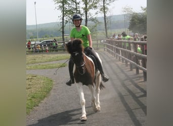 Islandpferd, Wallach, 9 Jahre, 147 cm, Schecke