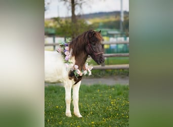 Islandpferd, Wallach, 9 Jahre, 147 cm, Schecke