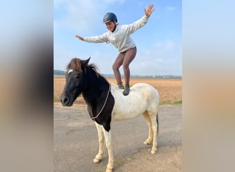 Islandpferd, Wallach, 9 Jahre, 147 cm, Schecke