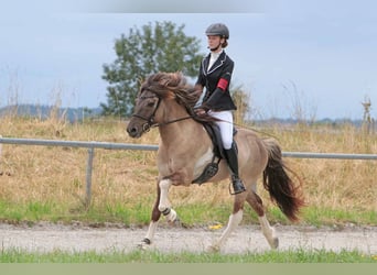 Islandpferd, Wallach, 9 Jahre, 147 cm, Schecke