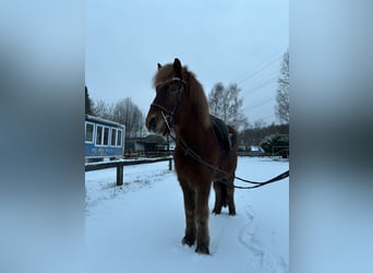 Islandpferd, Wallach, 9 Jahre, 148 cm, Fuchs