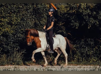 Islandpferd, Wallach, 9 Jahre, 148 cm, Schecke