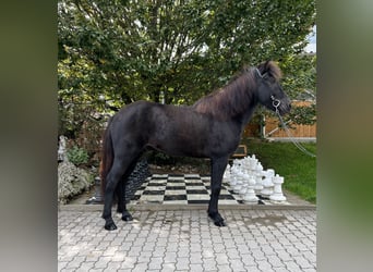 Islandpferd, Wallach, 9 Jahre, 149 cm, Rappe