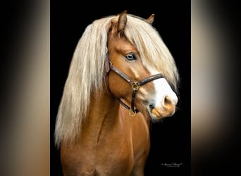 Islandpferd, Wallach, 9 Jahre, 149 cm, Rotfuchs