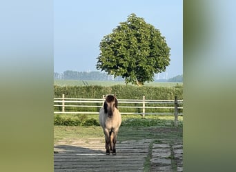 Islandpferd, Wallach, 9 Jahre, Falbe