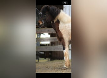 Islandpferd, Wallach, 9 Jahre