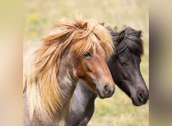 Islandpferd, Wallach, 9 Jahre