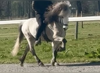 Islandpferd, Wallach, 9 Jahre, Schimmel