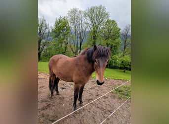 Islandpferd, Wallach, , 145 cm, Brauner