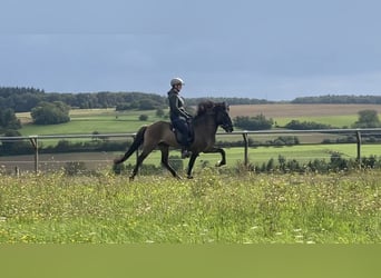 Islandshäst, Hingst, 10 år, 138 cm, Black