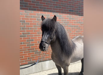 Islandshäst, Hingst, 10 år, 138 cm, Black