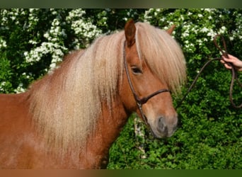 Islandshäst, Hingst, 12 år, fux