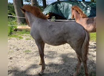 Islandshäst, Hingst, 1 år, 135 cm, fux
