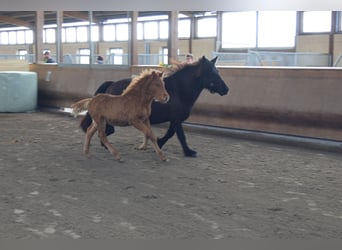 Islandshäst, Hingst, 1 år, 140 cm, fux