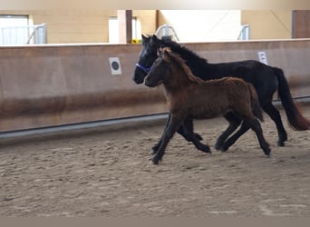 Islandshäst, Hingst, 1 år, 140 cm