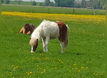 Islandshäst, Hingst, 1 år, 140 cm, Pinto