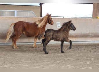 Islandshäst, Hingst, 1 år, 140 cm, Svart