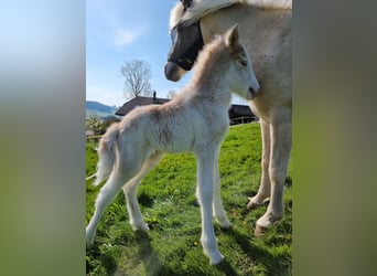 Islandshäst, Hingst, 1 år, 144 cm, Vit