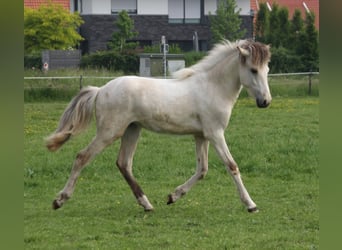 Islandshäst, Hingst, 1 år, 145 cm, Brunskimmel