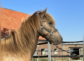 Islandshäst, Hingst, 1 år, 147 cm