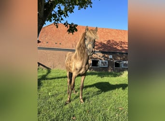 Islandshäst, Hingst, 1 år, 147 cm