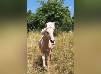 Islandshäst, Hingst, 1 år, Kan vara vit
