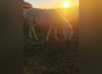 Islandshäst, Hingst, 1 år, Kan vara vit