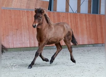 Islandshäst, Hingst, 1 år, Mörkbrun