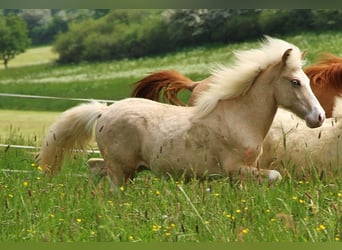 Islandshäst, Hingst, 1 år, Palomino