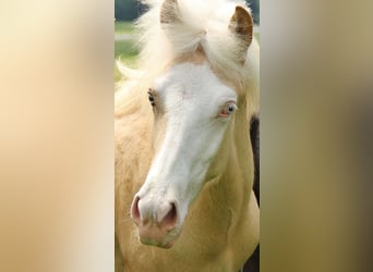 Islandshäst, Hingst, 1 år, Palomino