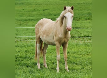 Islandshäst, Hingst, 1 år, Palomino